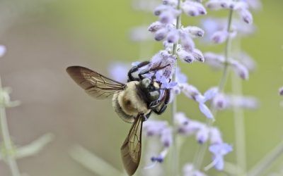 How Botany Twitter and a Bumblebee Rediscovered a Rare Plant