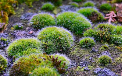 How Moss Removes Arsenic from Water