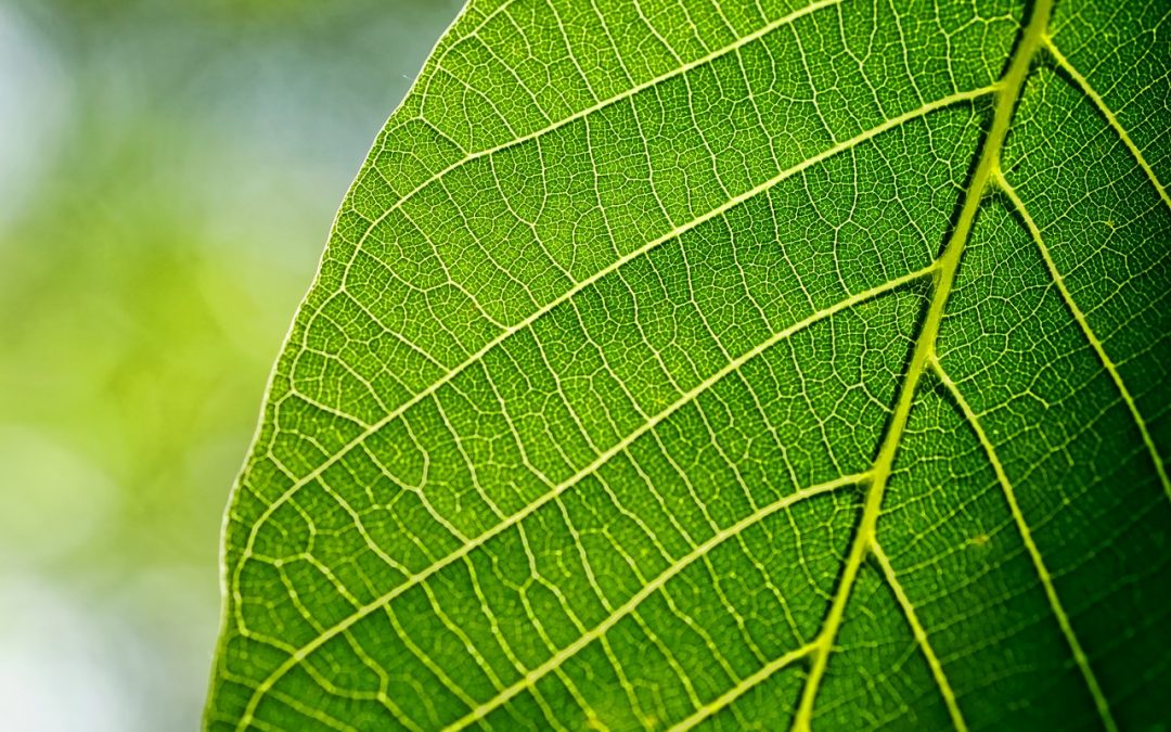What Do Plant Veins and Leaves Actually Do?