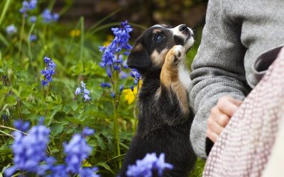 Dog Safe Plants and How to Make a Dog-Friendly Garden