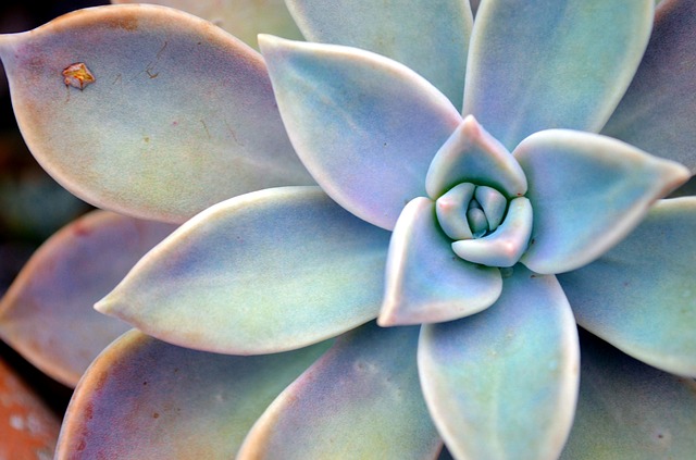 How to Identify Succulents with an App