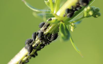 How to Identify, Remove, and Prevent Aphids on Plants