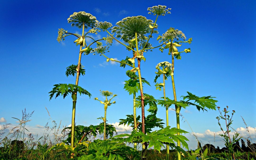 How to Identify Giant Hogweed, the Plant That Can Cause Severe Burns and Blisters