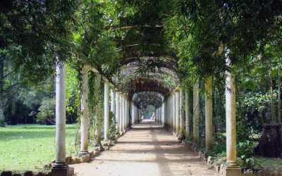 The Best Botanical Gardens of Central and South America