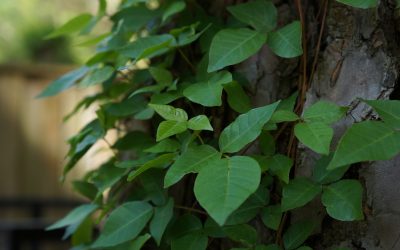 How to Identify, Remove, and Treat Poison Ivy