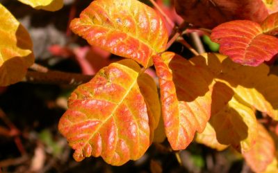 How to Identify, Remove, and Treat Poison Oak