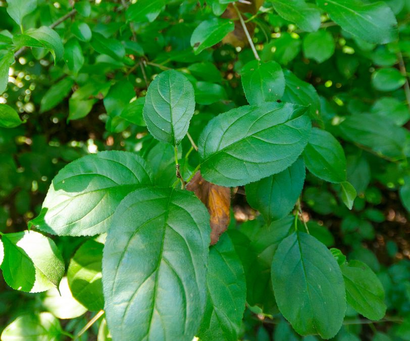 How (and why) to Remove Invasive European Buckthorn