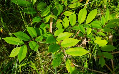 How to Identify, Remove, and Treat Poison Sumac