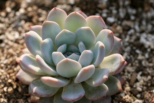 succulent fat leaves store water