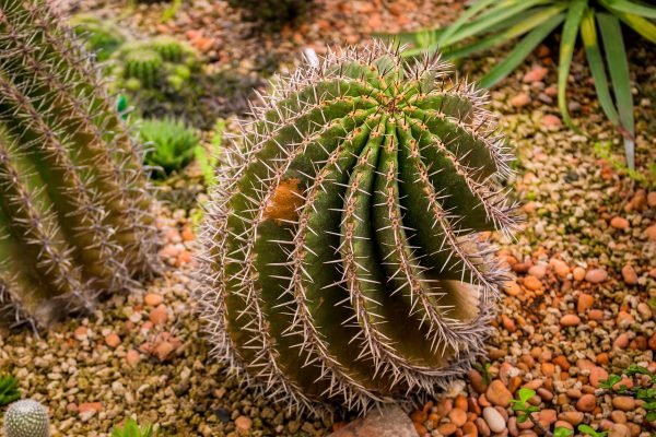round fat cactus spines desert