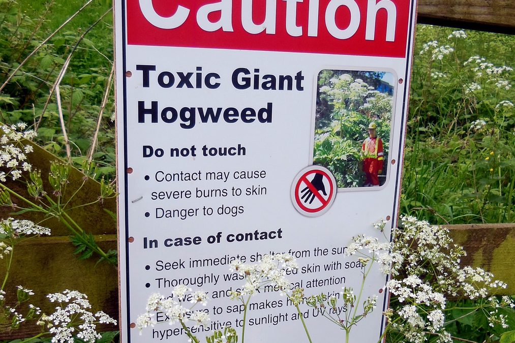 Beyond Giant Hogweed: Plants That Burn or Blister You