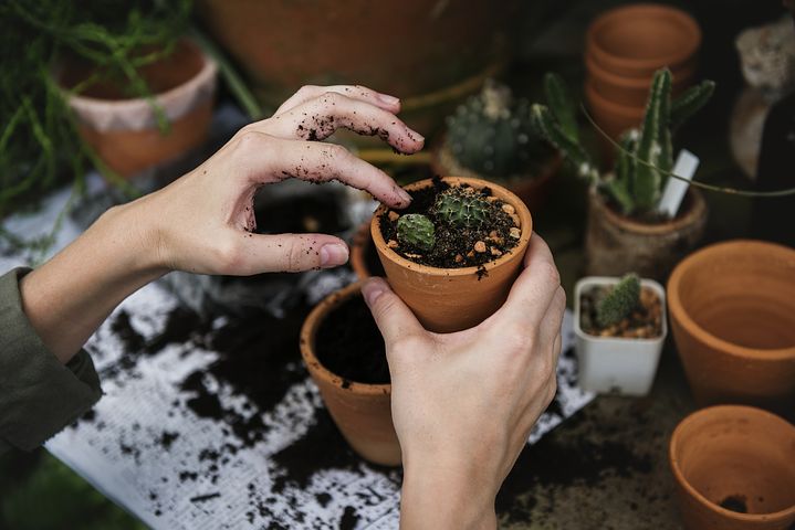 Cuttings: The Magical Way to Grow Plants