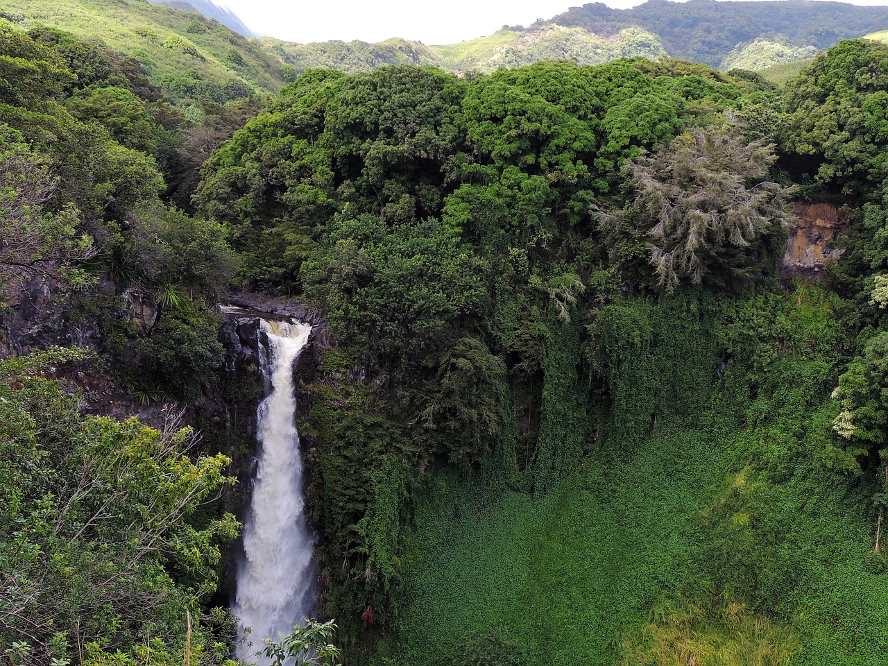 rainforest biodiversity waterfall south america