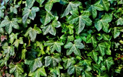 The Best Houseplants for Seasonal Depression – And How Plants Help