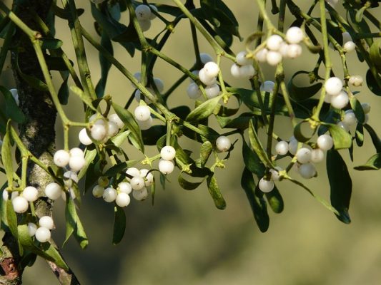 mistletoe christmas plant