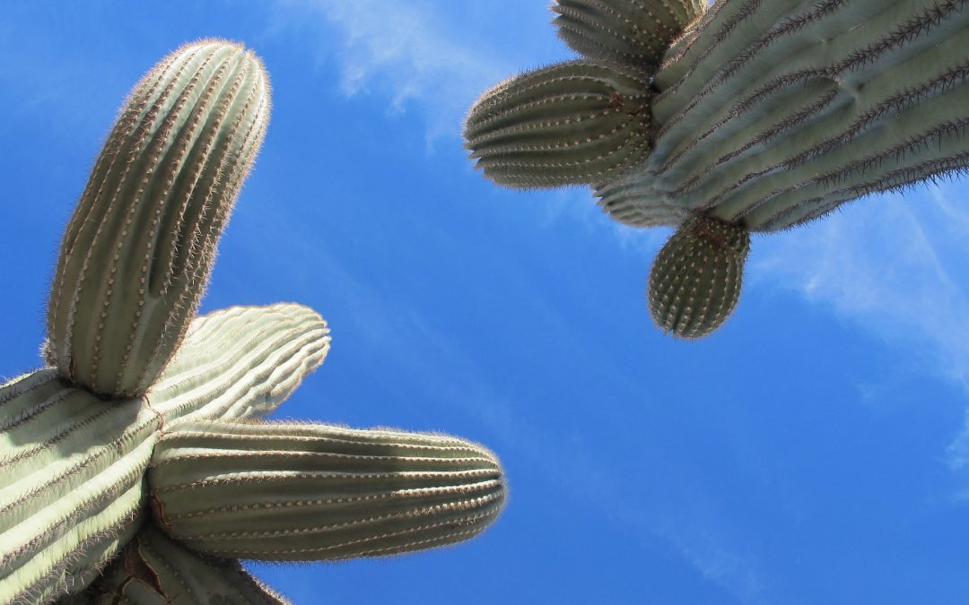 Why Do Desert Plants Have Fat Leaves and Stems, Spines, or No Leaves?