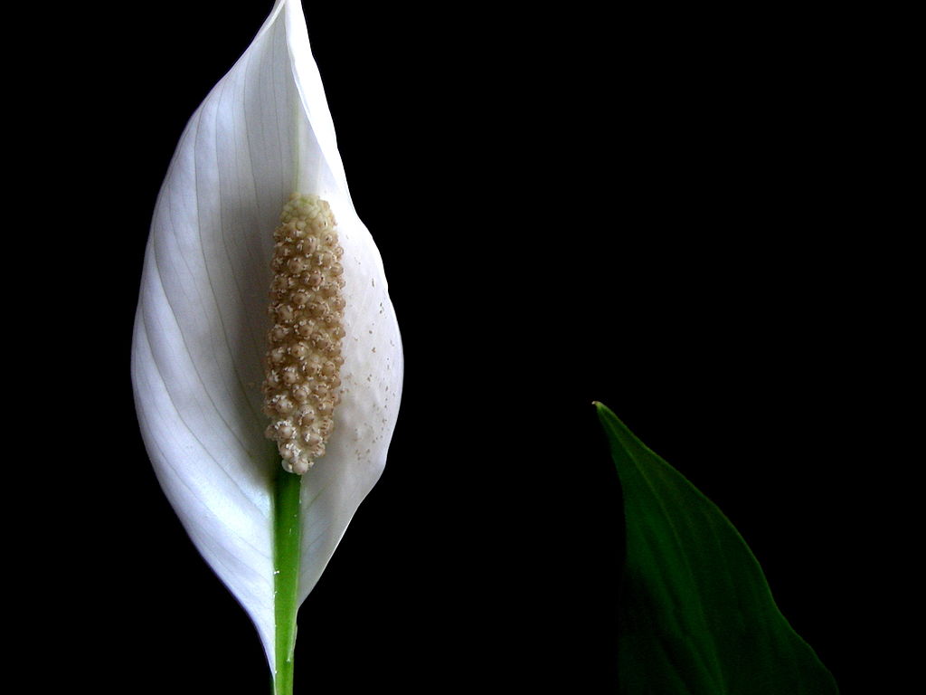 Peace lily flower on black background