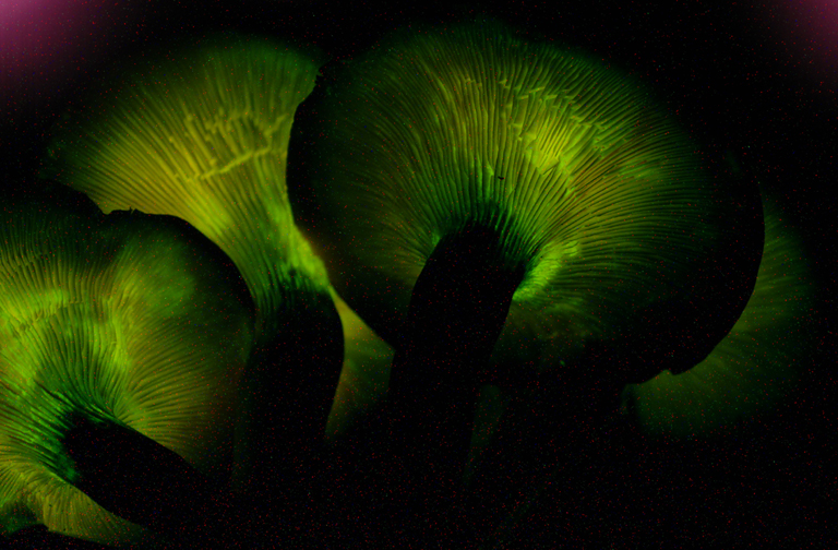 bioluminescent mushroom