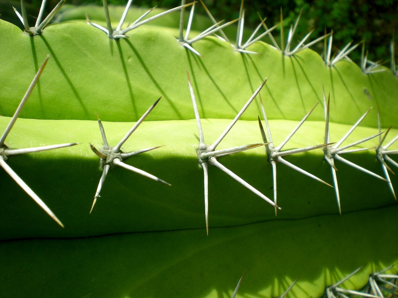 cactus spines shade