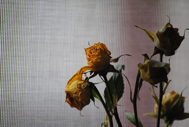 dead rose dying plants