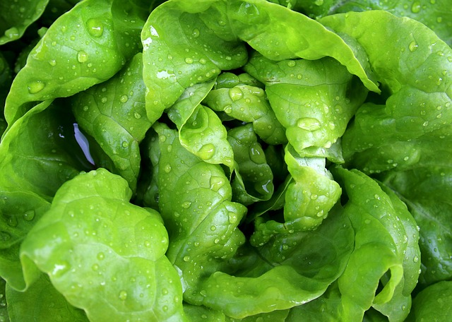 lettuce aquaponics hydroponics aquaculture