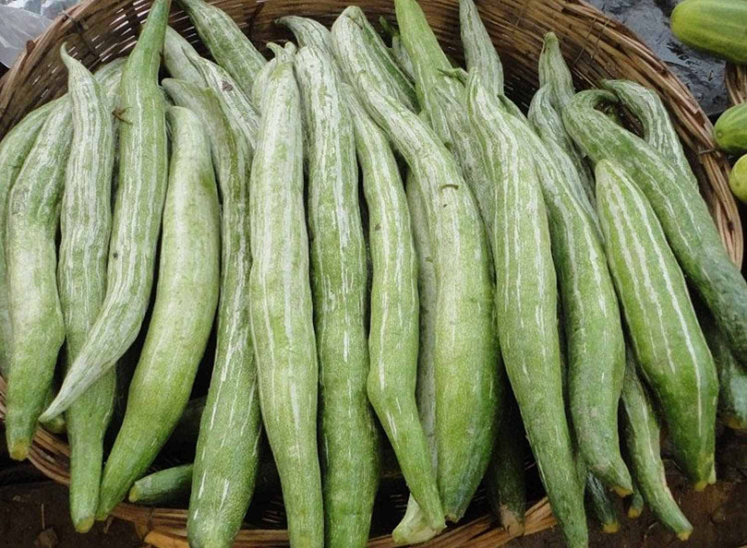 Guide to Growing Snake Gourds (and the Best Recipes for Them)