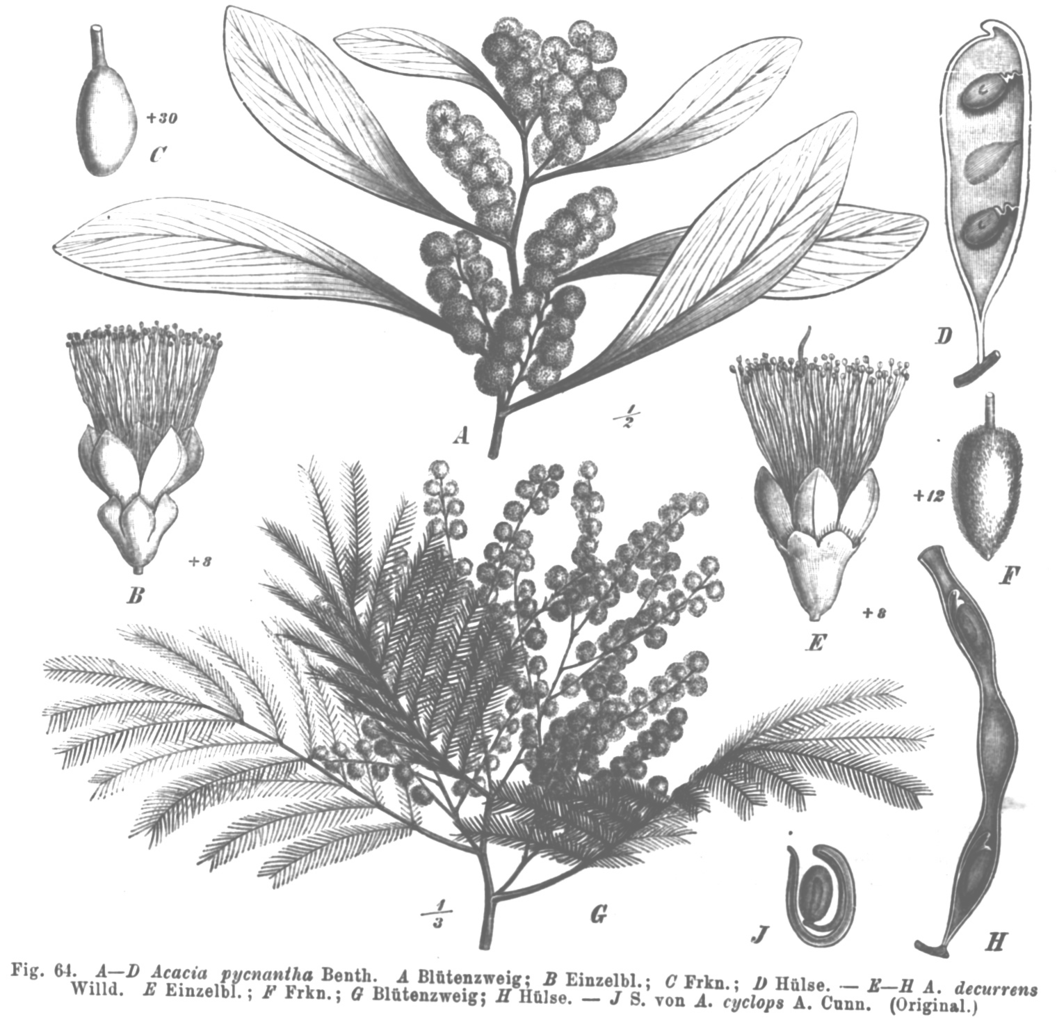 Drawings of various parts of differnt Acacia species.