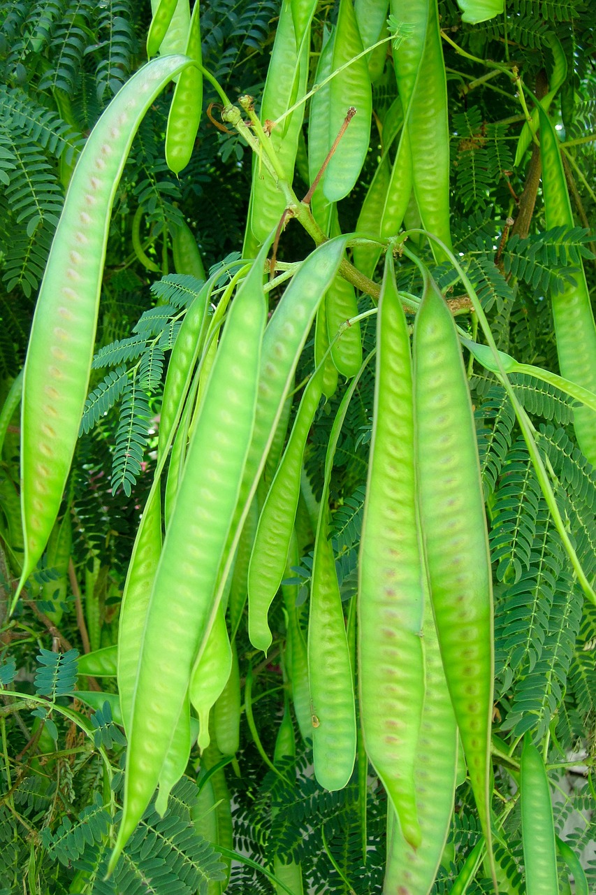 Acacia seed pods