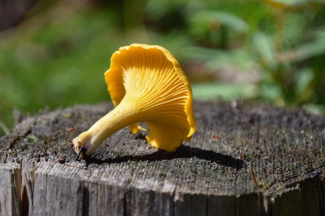 chanterelle mushroom edible united states north america