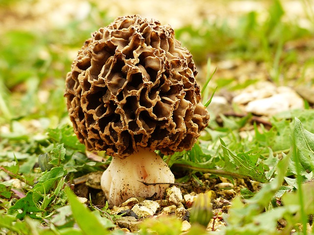 morel mushroom edible