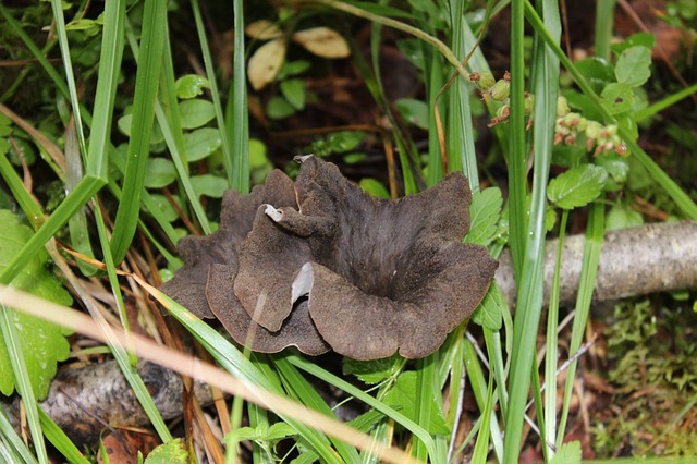 black trumpet mushroom edible