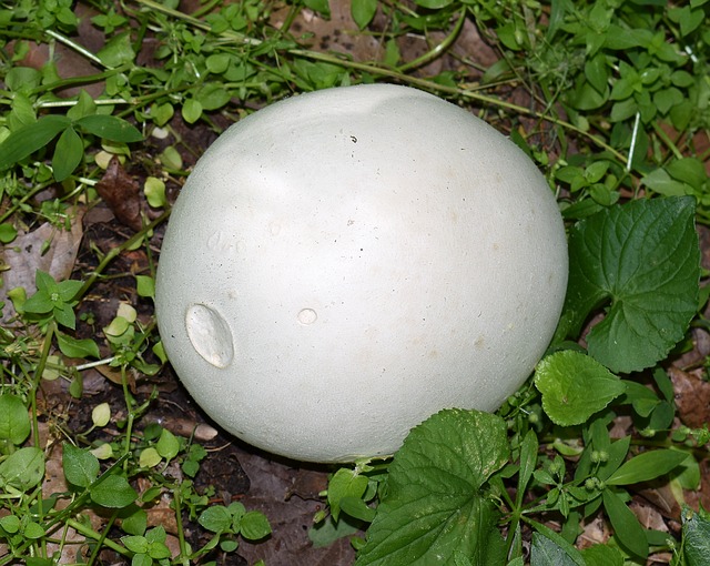 giant puffball mushroom edible