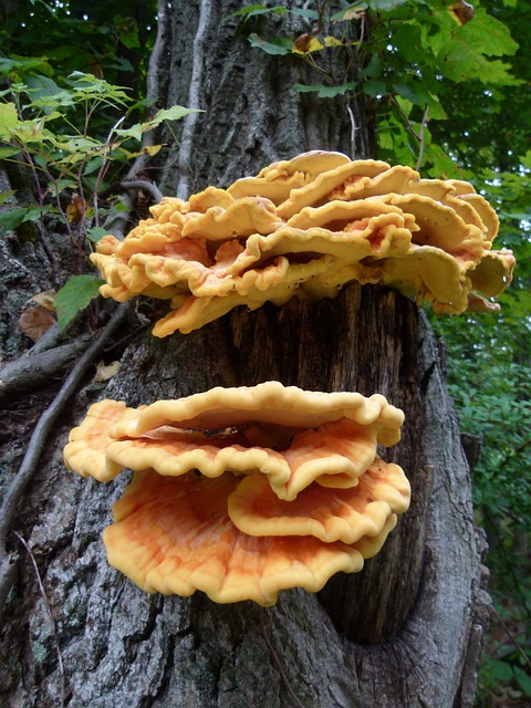 sulphur shelf mushroom edible