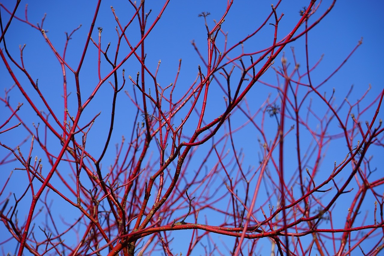 Dogwood red stems in winter