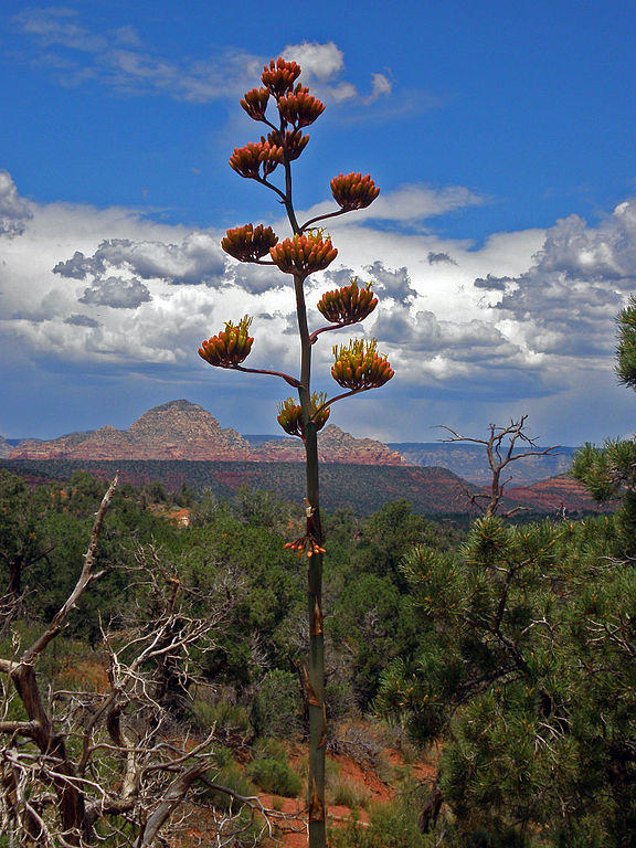 Century Plant bloom in front of mountains and clouds