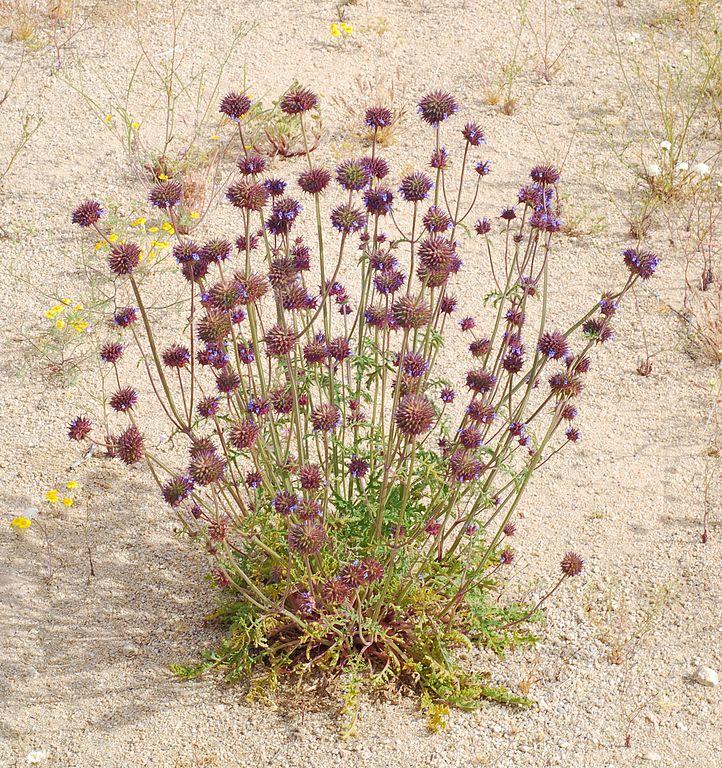 Blooming desert chia with purple clumps of flowers on tall stalks.