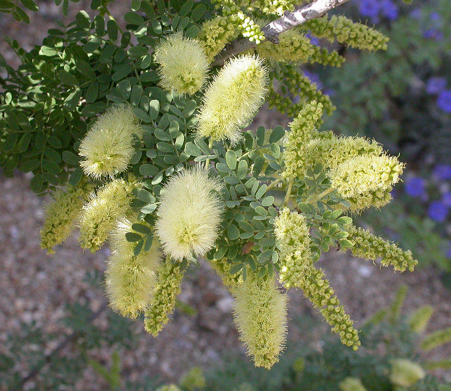 The yellow flowers of a mesquite tree