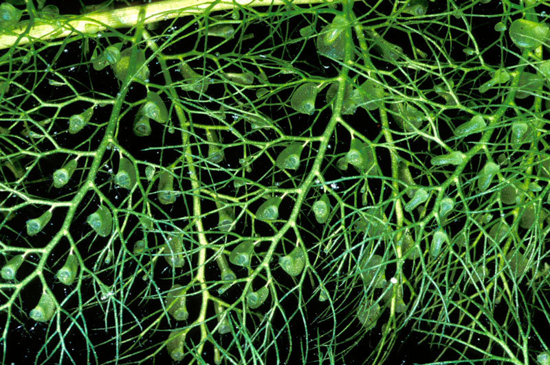 bladderwort plant