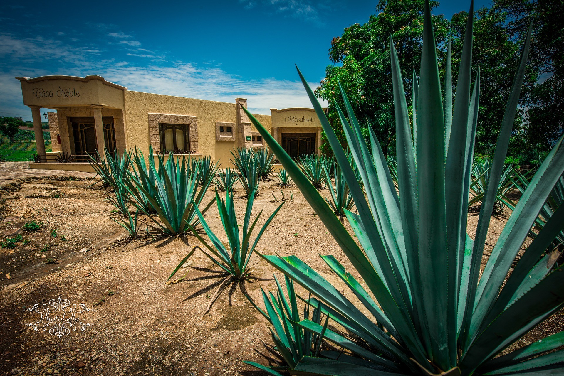 What Plant Makes Tequila and Mezcal?