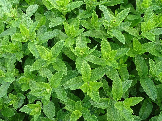 Spearmint plant from above