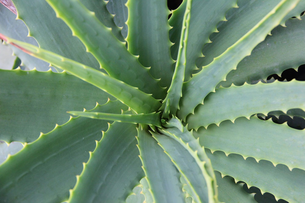 How To Use the Aloe Vera Plant