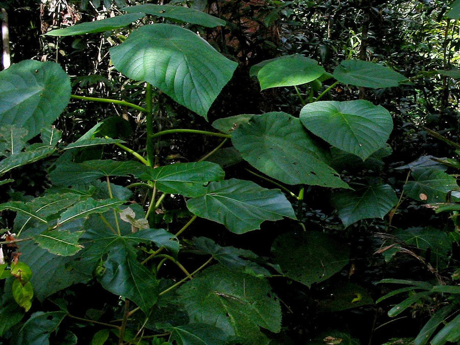 Top 3 Dangerous Jungle Plants