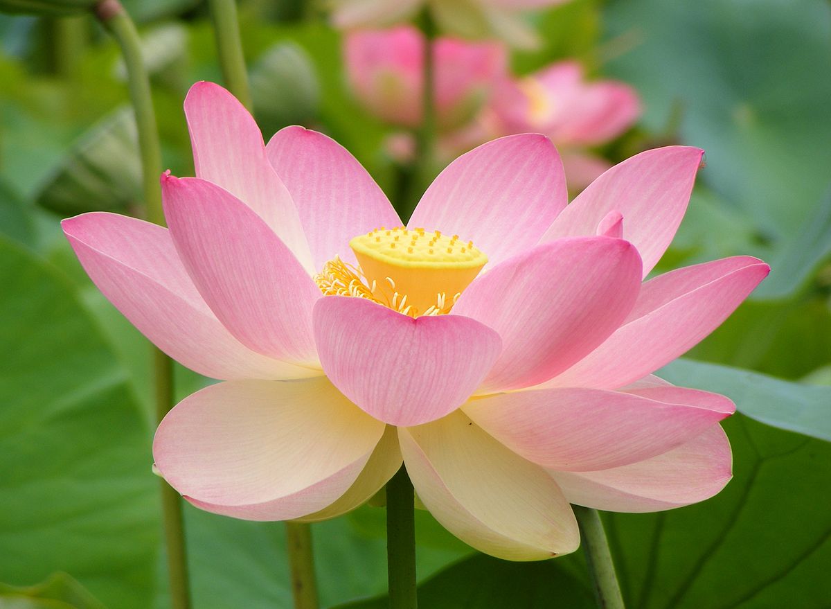 Why the Lotus Flower Is a Plant Celebrity