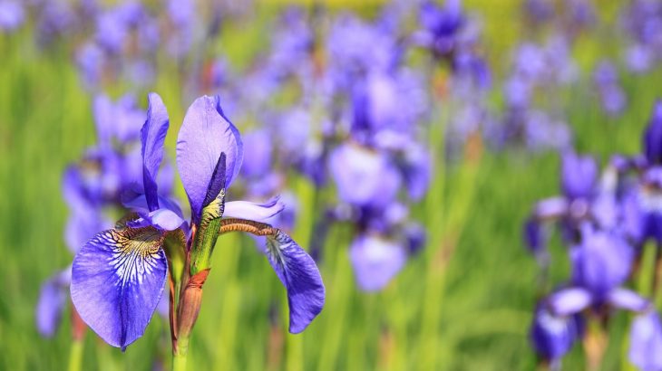 The Ultimate Guide to Growing Iris Flowers
