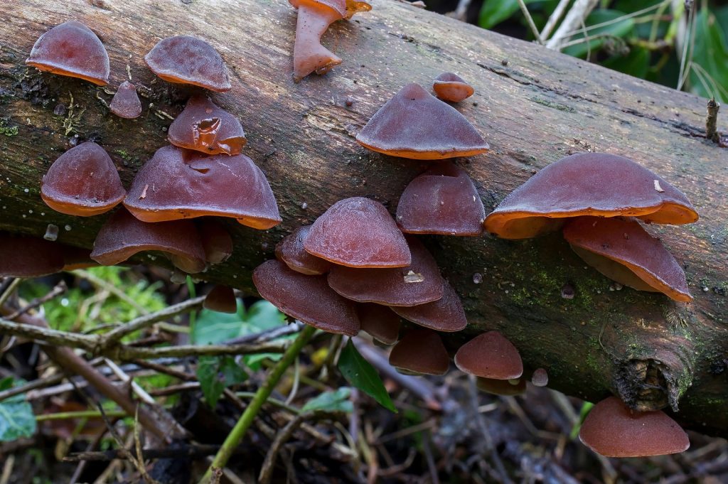 Guide to Identifying Tree Fungus (and the 3 Most Common Types)