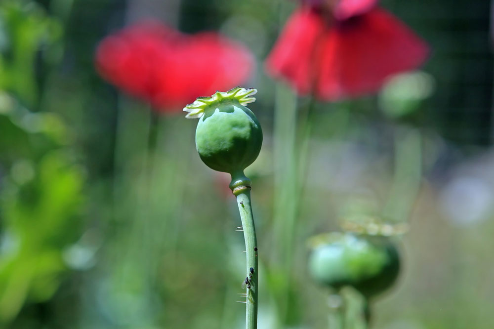 History of the Poppy Flower