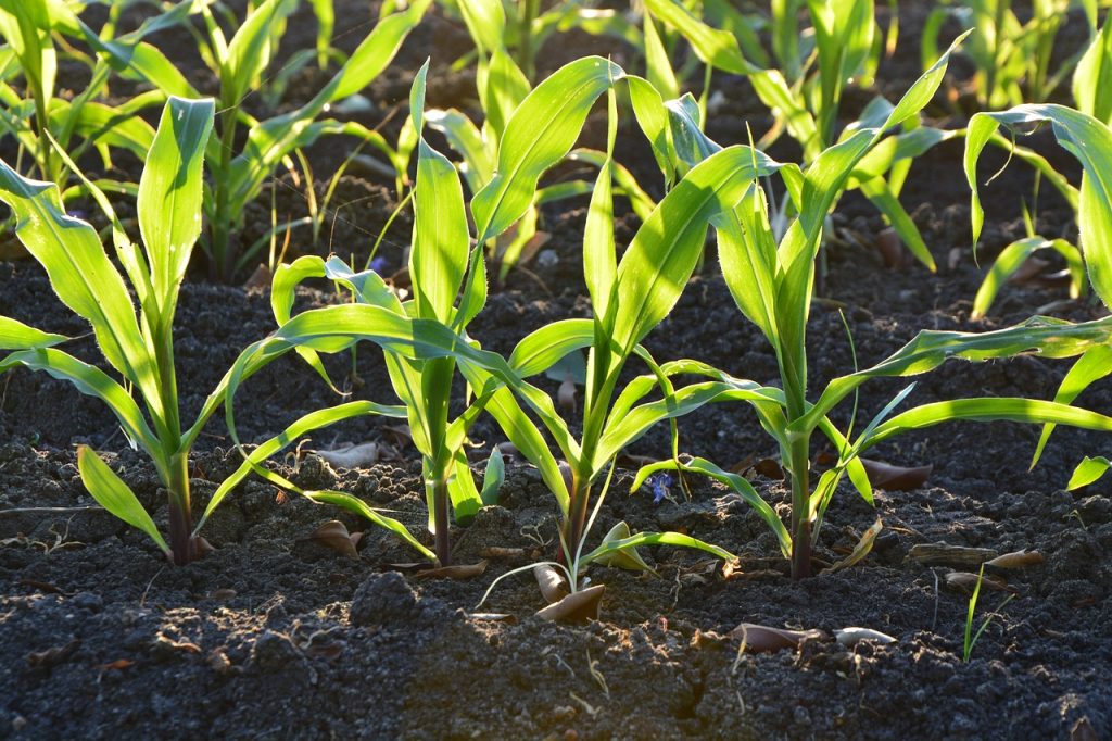 corn subsistence farming