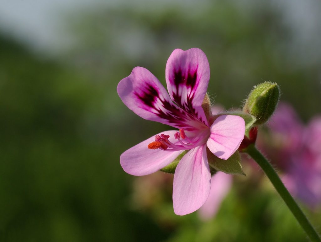 scented geranium flower healing herb