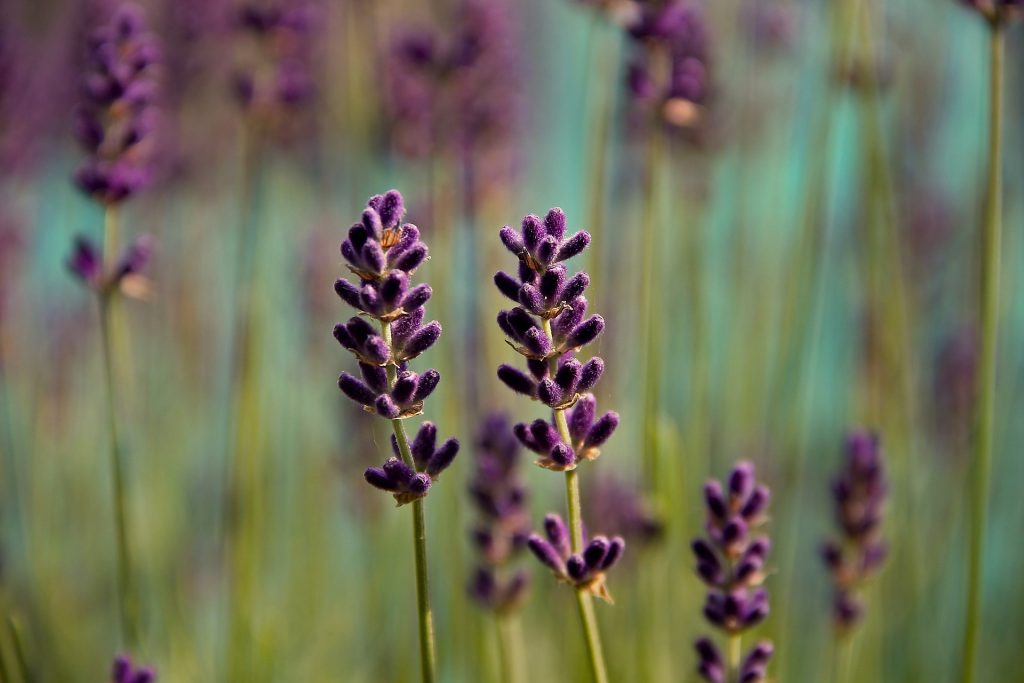 lavendar field 