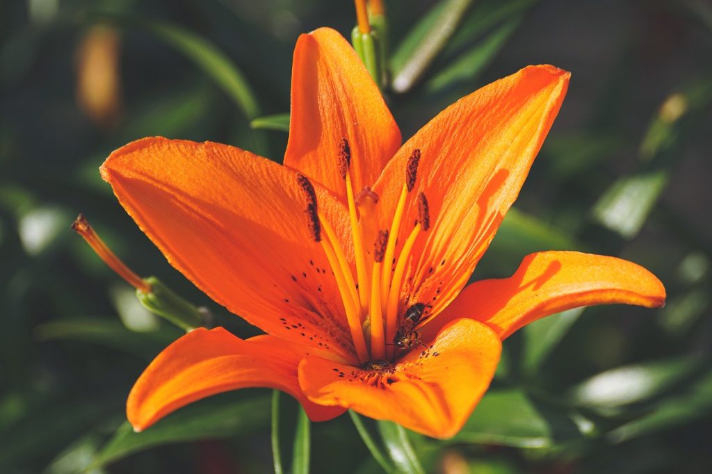 What’s So Special About the Lily Flower?